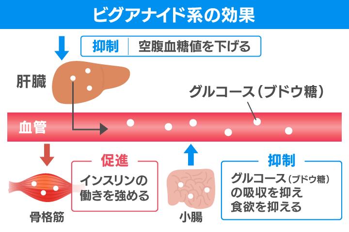 ビグアナイド系糖尿病薬の効果