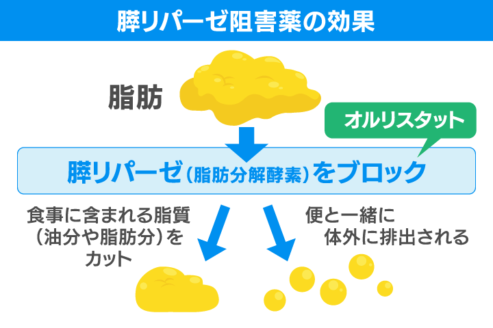 膵リパーゼ阻害薬の効果