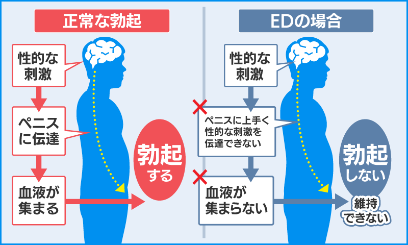 ED治療薬の効果の仕組み