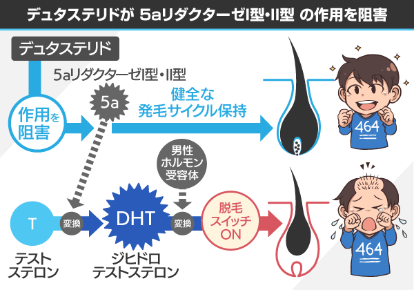 デュタステリドの作用