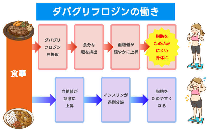 ダパグリフロジンの働き