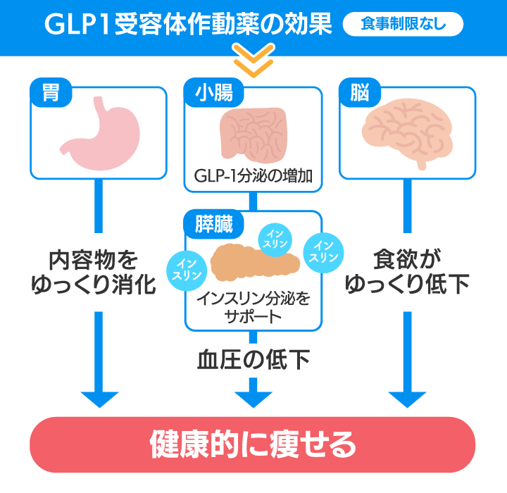 リベルサスの作用機序