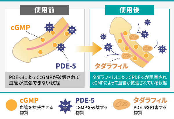 タダラフィルの作用機序