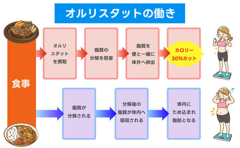 オルリスタットの働き