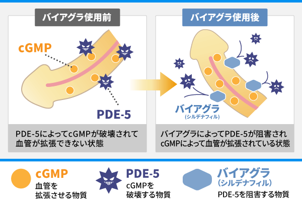 バイアグラの効果の仕組み